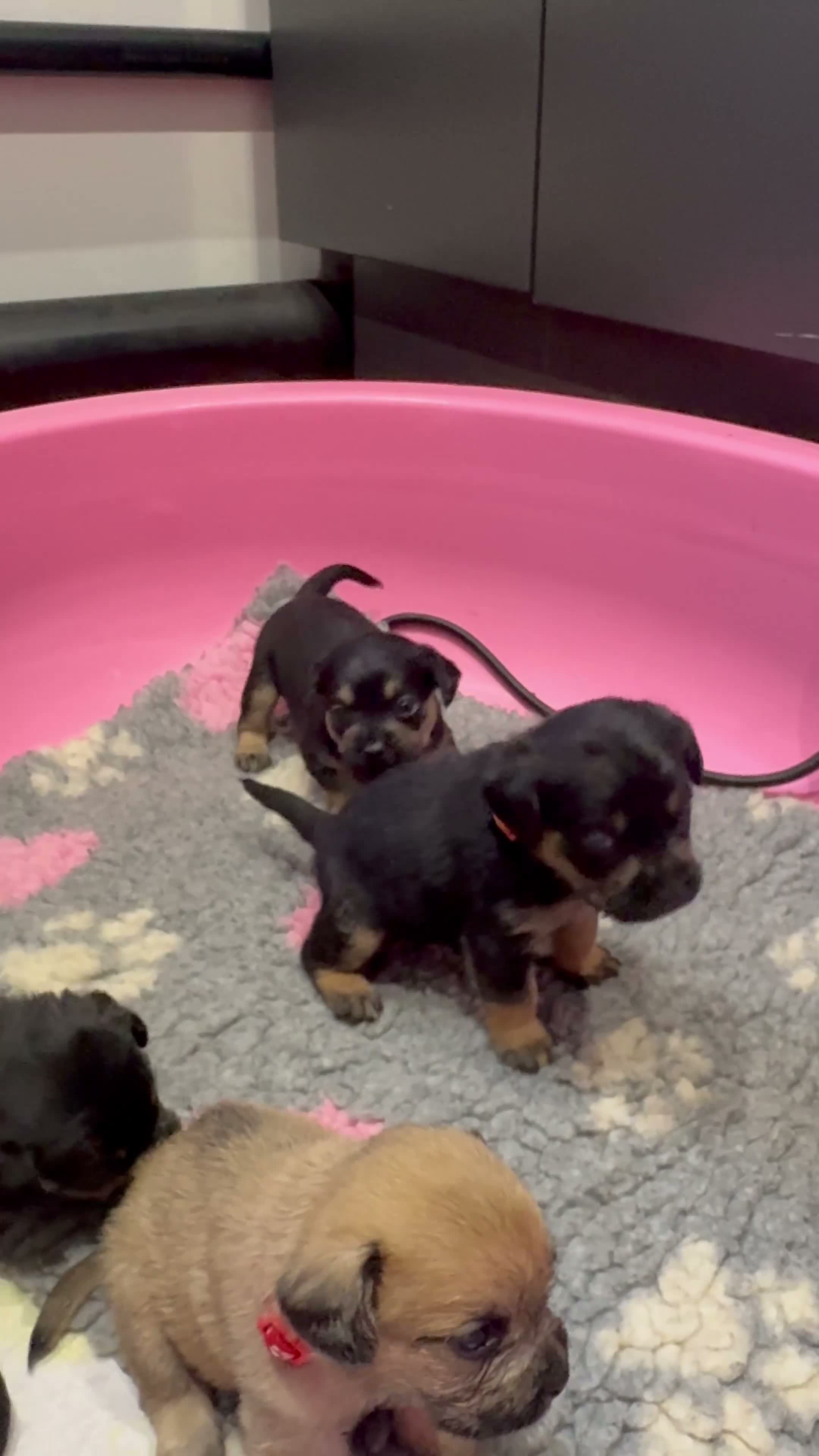 Mixed Breed dogs for sale: Last boy available - Floodle puppies - Video 2