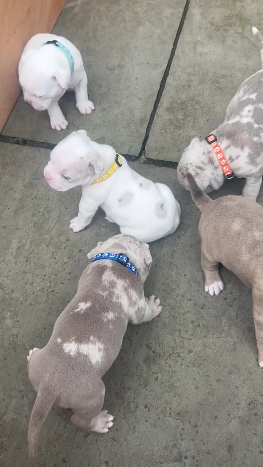 Olde English Bulldogge dogs for sale: Olde English bulldoge pups  - Video 1