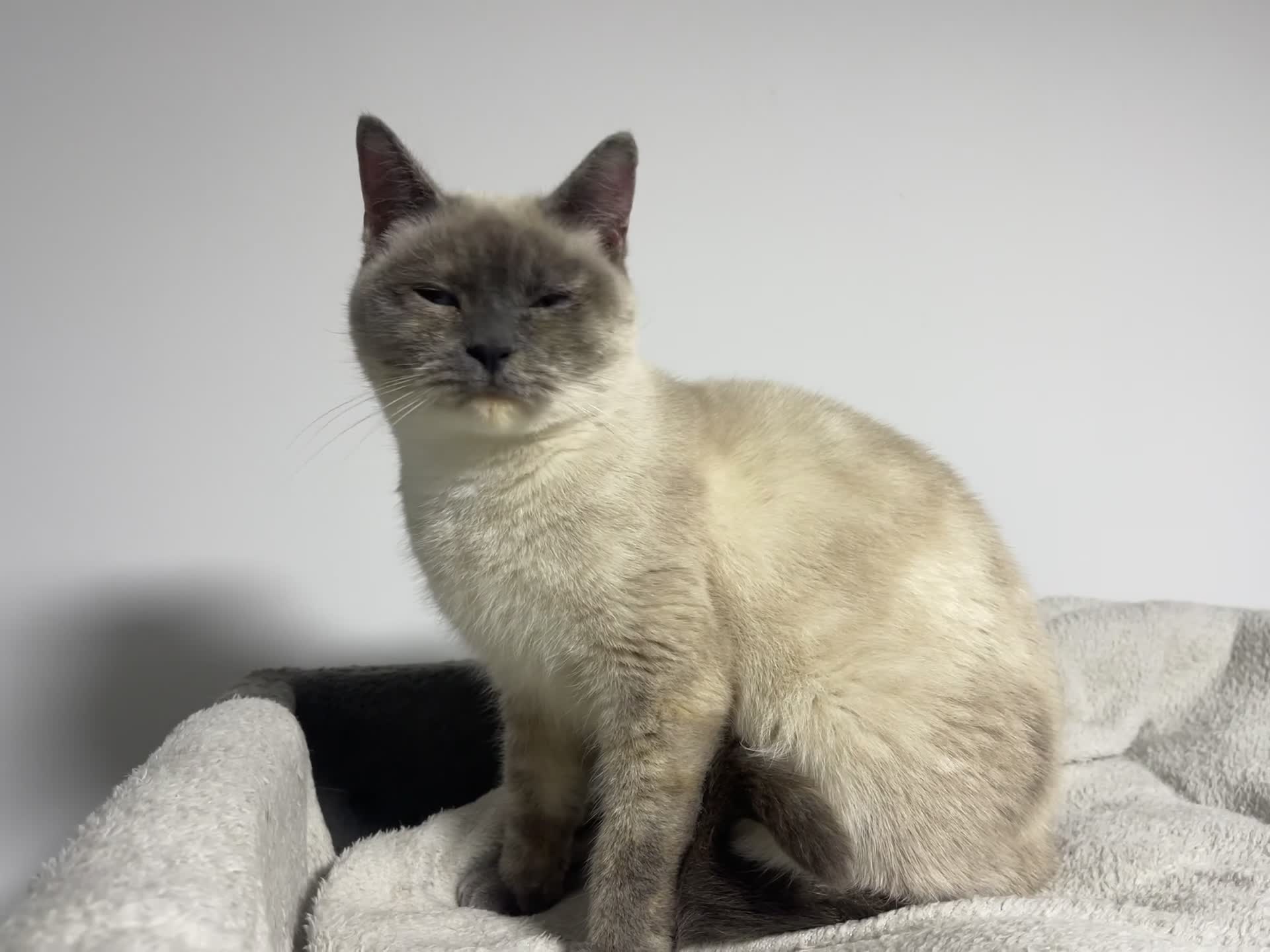 British Shorthair cats for sale: British shorthair 1year old girl - Video 1