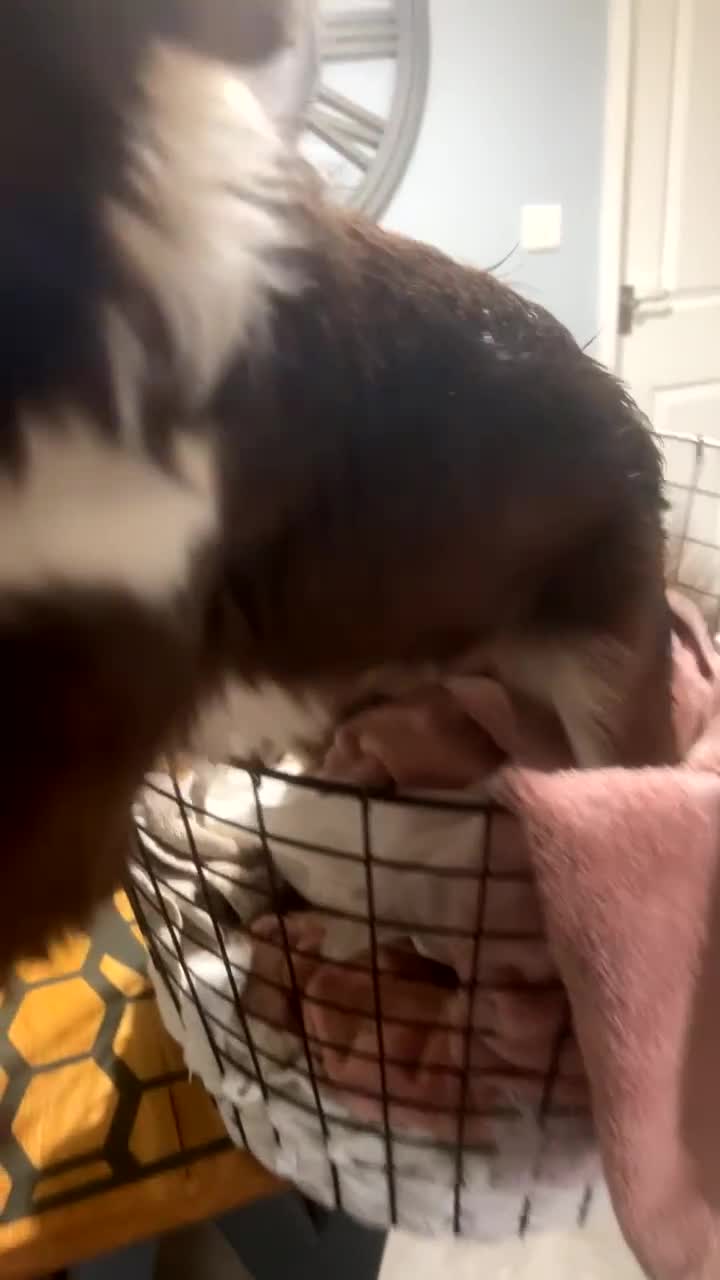 Border Collie dogs for sale: Female border collie  - Video 1