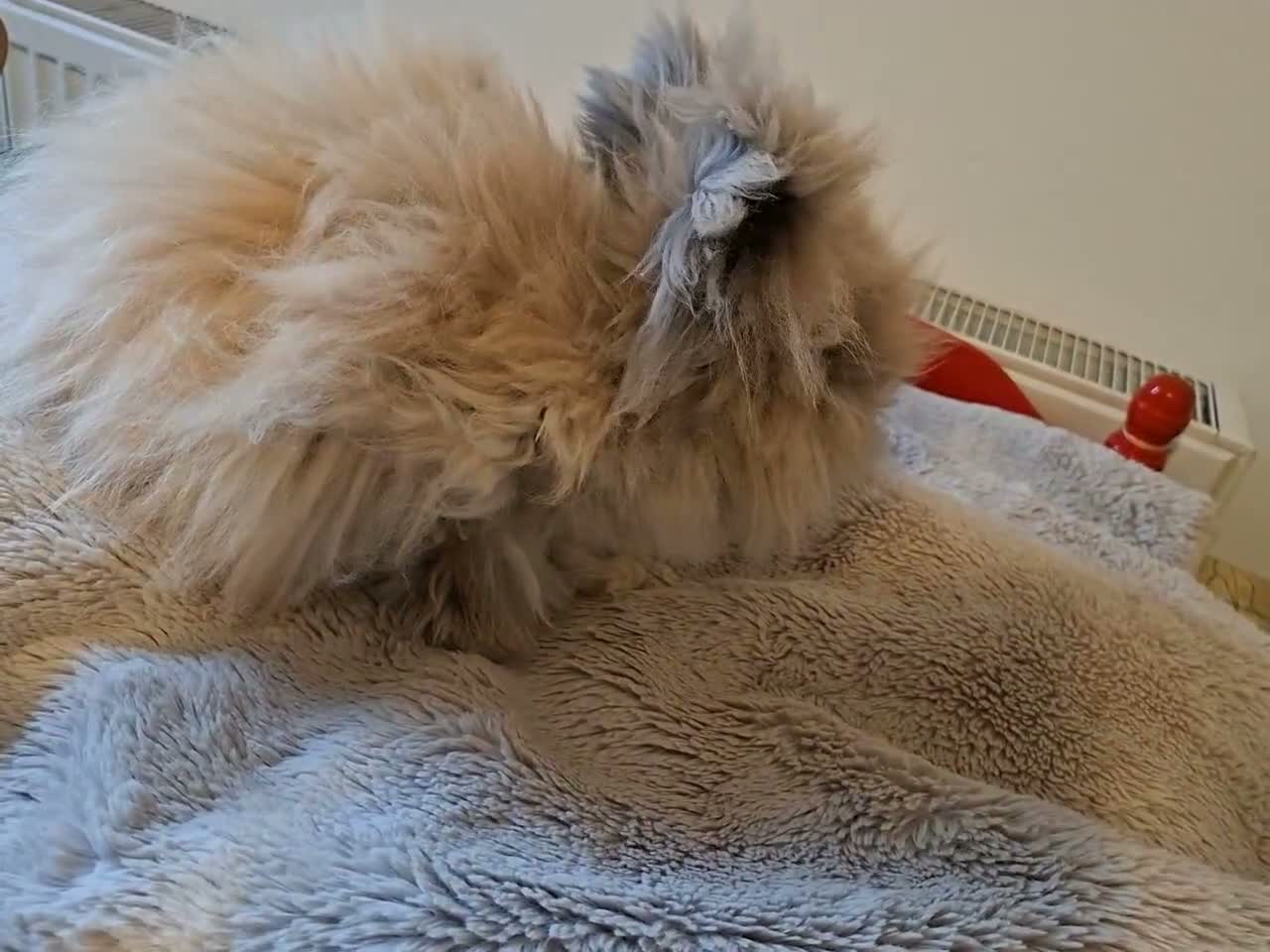Angora rabbits for sale: Angora female rabbit "maisie" in Warwick - Video 1