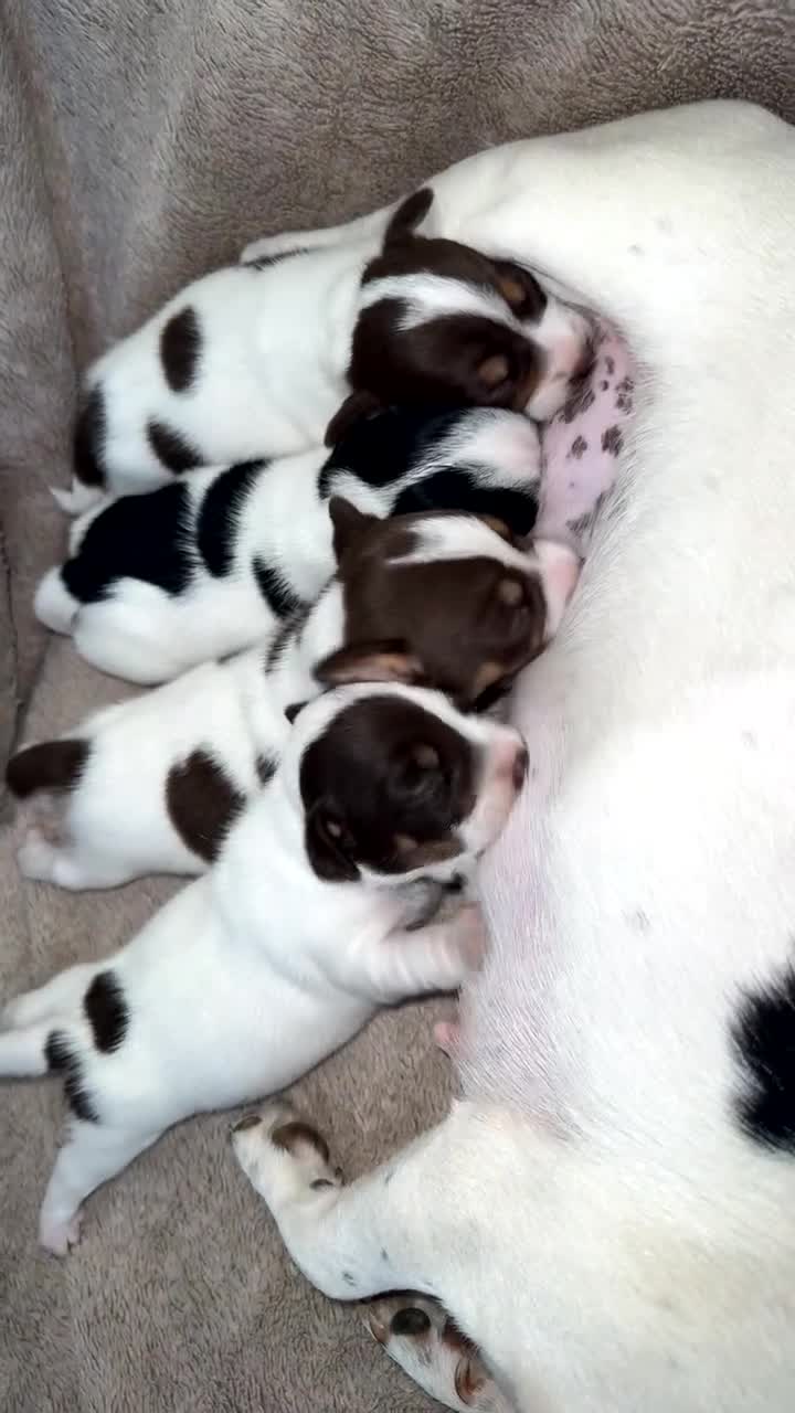Jack Russell dogs for sale: Jack Russel pups - Video 1