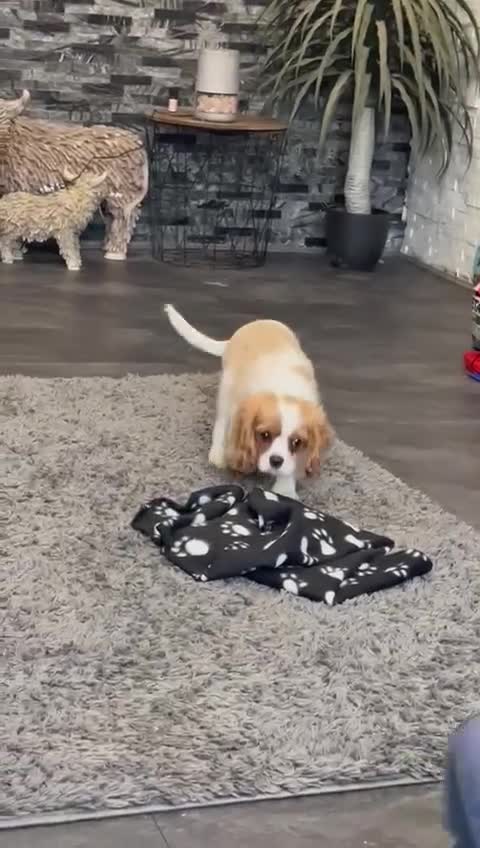 Cavalier King Charles Spaniel dogs for sale: 💫 DNA CLEAR CAVALIER KING CHARLES PUPPIES 💫  - Video 2