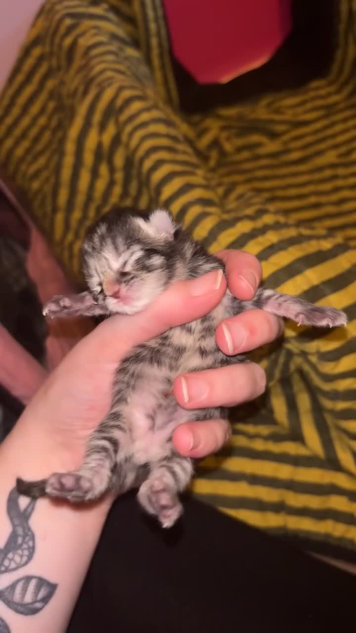 Mixed Breed cats for sale: 4 Beautiful kittens Looking for their forever home in Aberdeen - Video 2