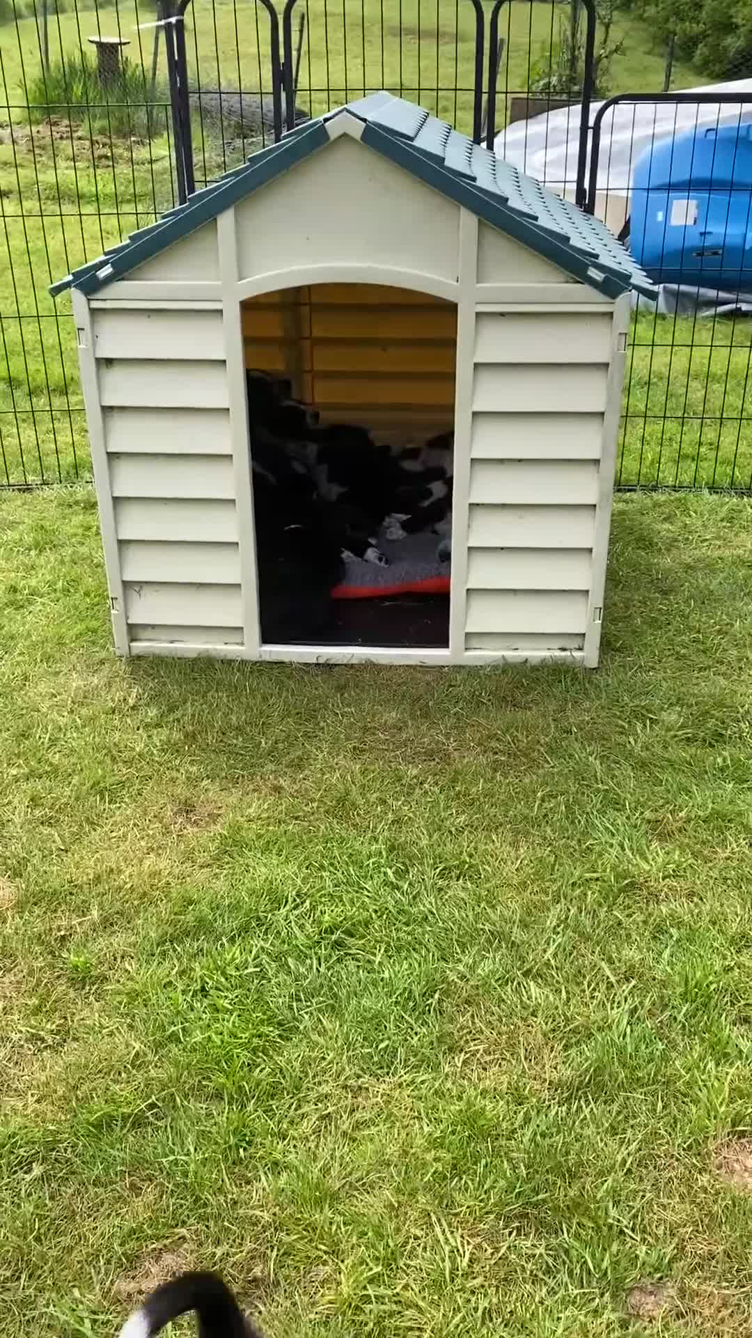 Mixed Breed dogs for sale: Border Collie Cross Pups ready for forever homes in Cairndow - Video 2