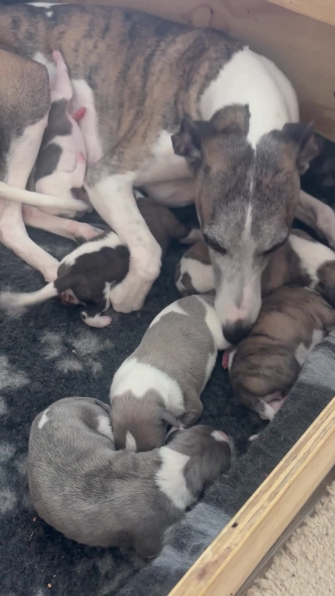 Whippet dogs for sale: Exceptional KC Whippet Pups - two boys remain - Video 1