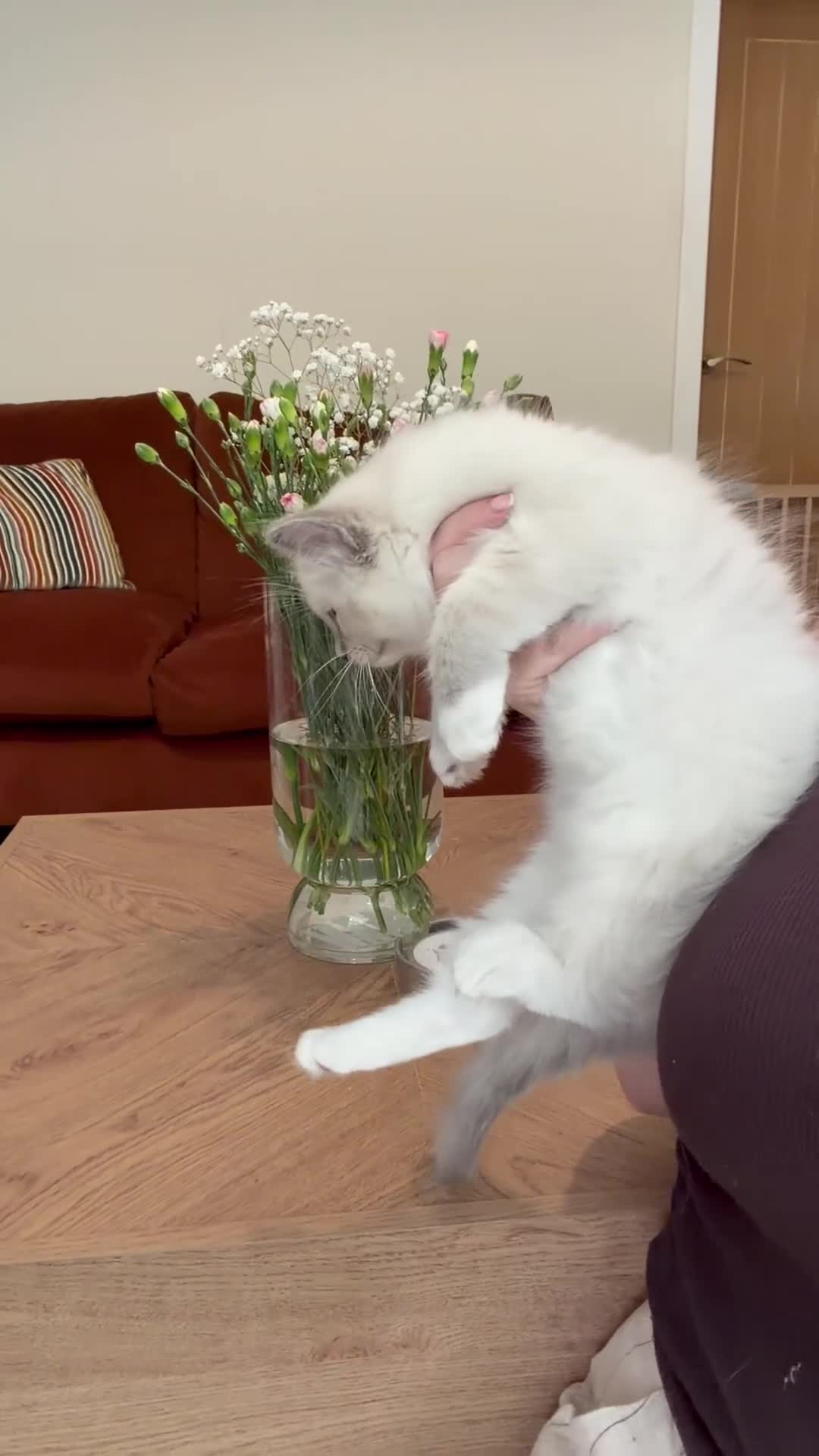 Ragdoll cats for sale: 🌸Extensively health tested Tica Ragdoll kittens🌸 - Video 1