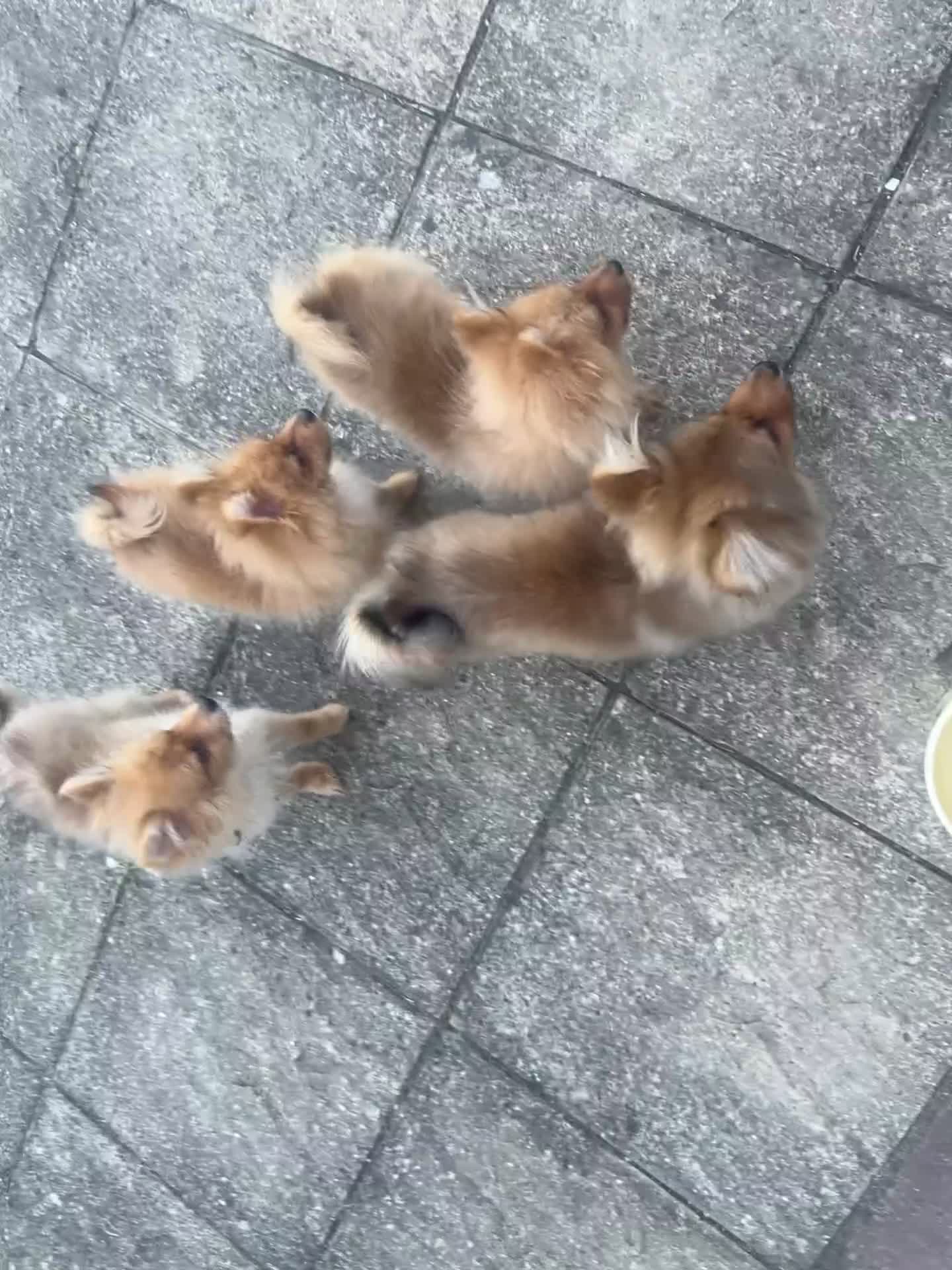 German Spitz dogs for sale: Now All Pup Have Been Reserved - Video 1