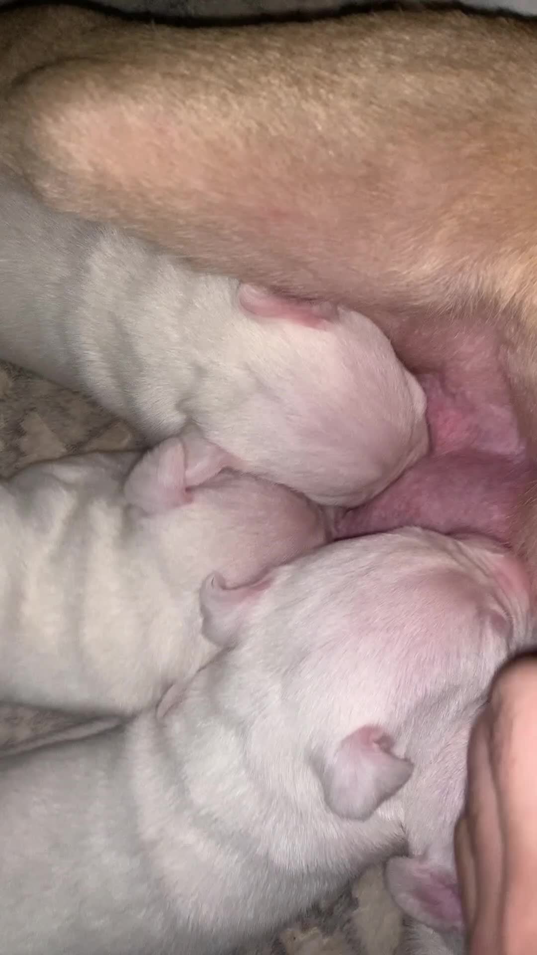 Mixed Breed dogs for sale: Puppies for sale 🏡  in Worcester - Video 4