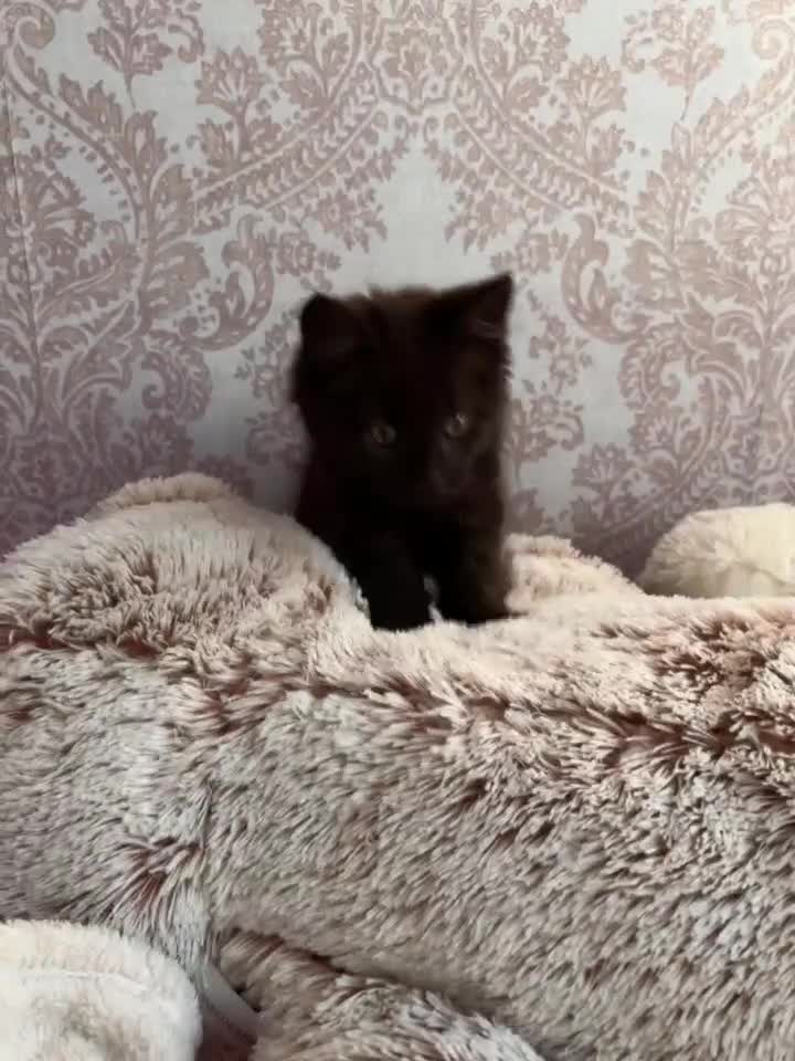 Maine Coon cats for sale: ✨ Last Remaining Black Smoke Maine Coon Kitten - Video 2