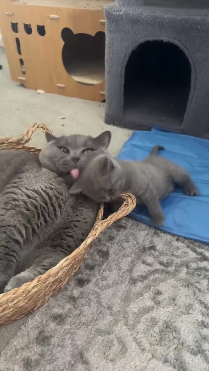 British Shorthair cats for sale: 1British shorthair boy ready go  new home ❤️ - Video 2