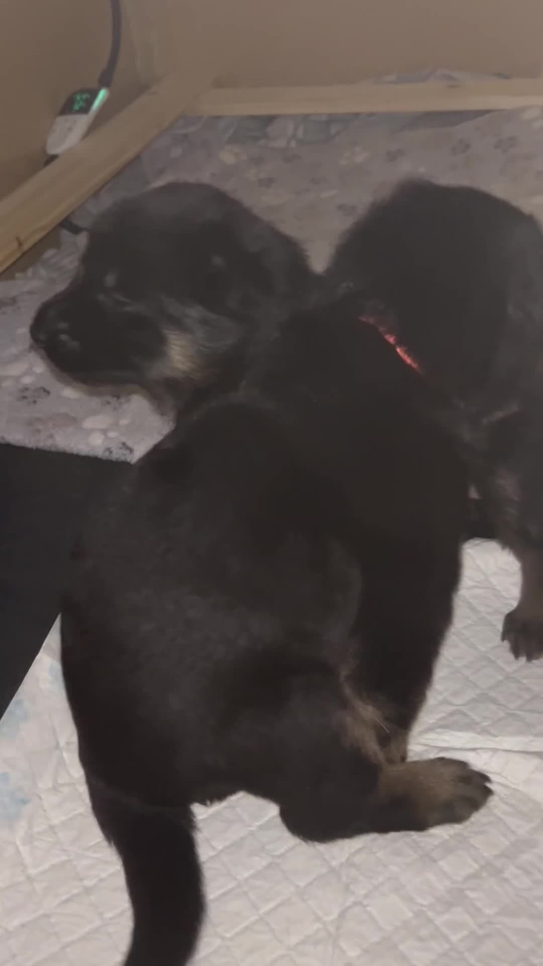 German Shepherd dogs for sale: 2 KC registered German shepherd girls for sale - Video 2