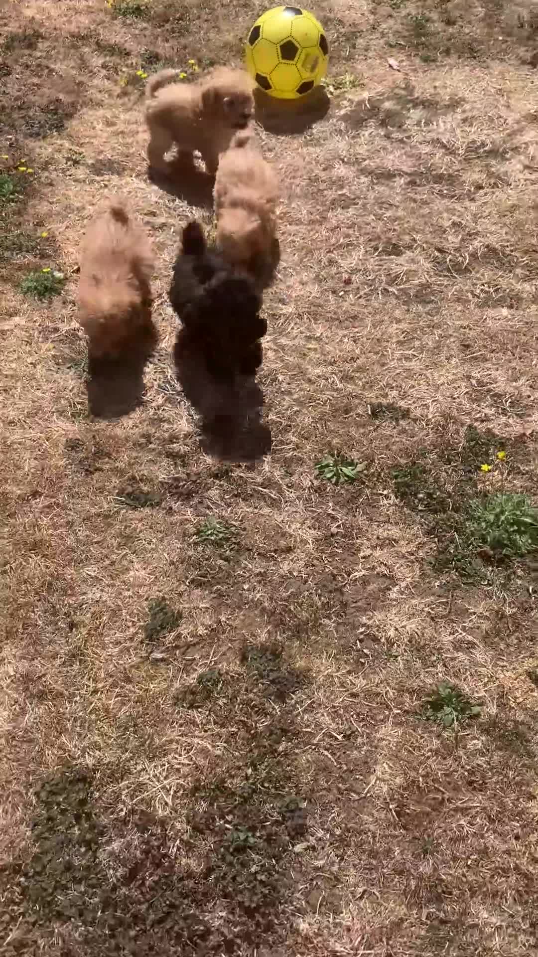 Cockapoo dogs for sale: Stunning F1B toy cockapoo puppies  - Video 1
