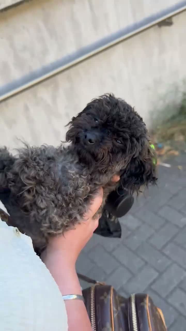 Toy Poodle dogs for sale: Tiny Sable Asian Toy Poodle - 2kg - Video 1