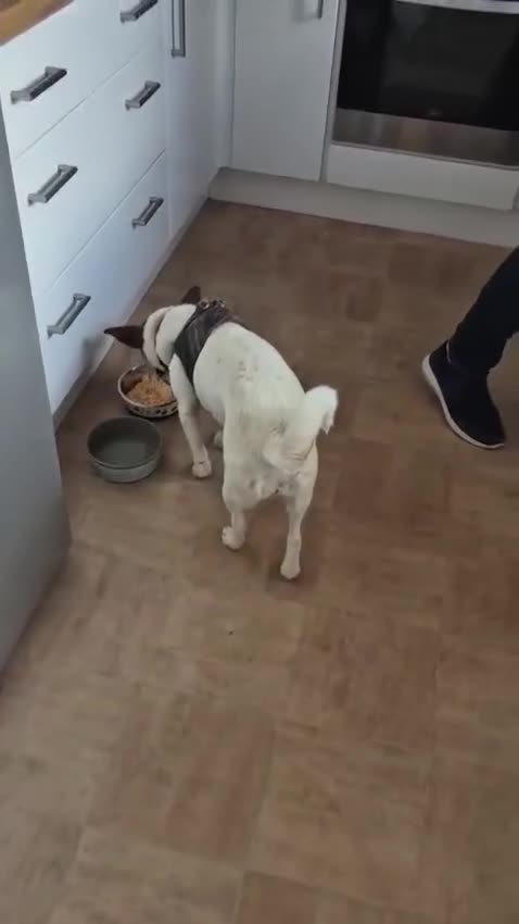 Mixed Breed dogs for adoption: ❤️🐶 SANYA – LOVING, CLEVER, JOYFUL SMALL GIRL in Redditch - Video 2