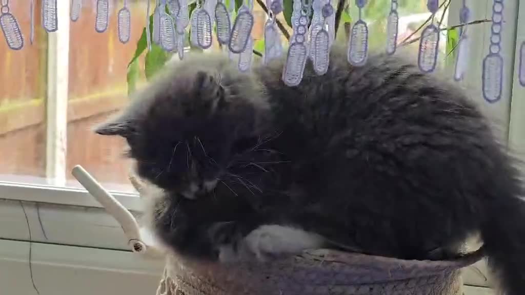 Mixed Breed cats for sale: Beautiful Grey & White Kittens – Boy and Girl in Crewe - Video 1