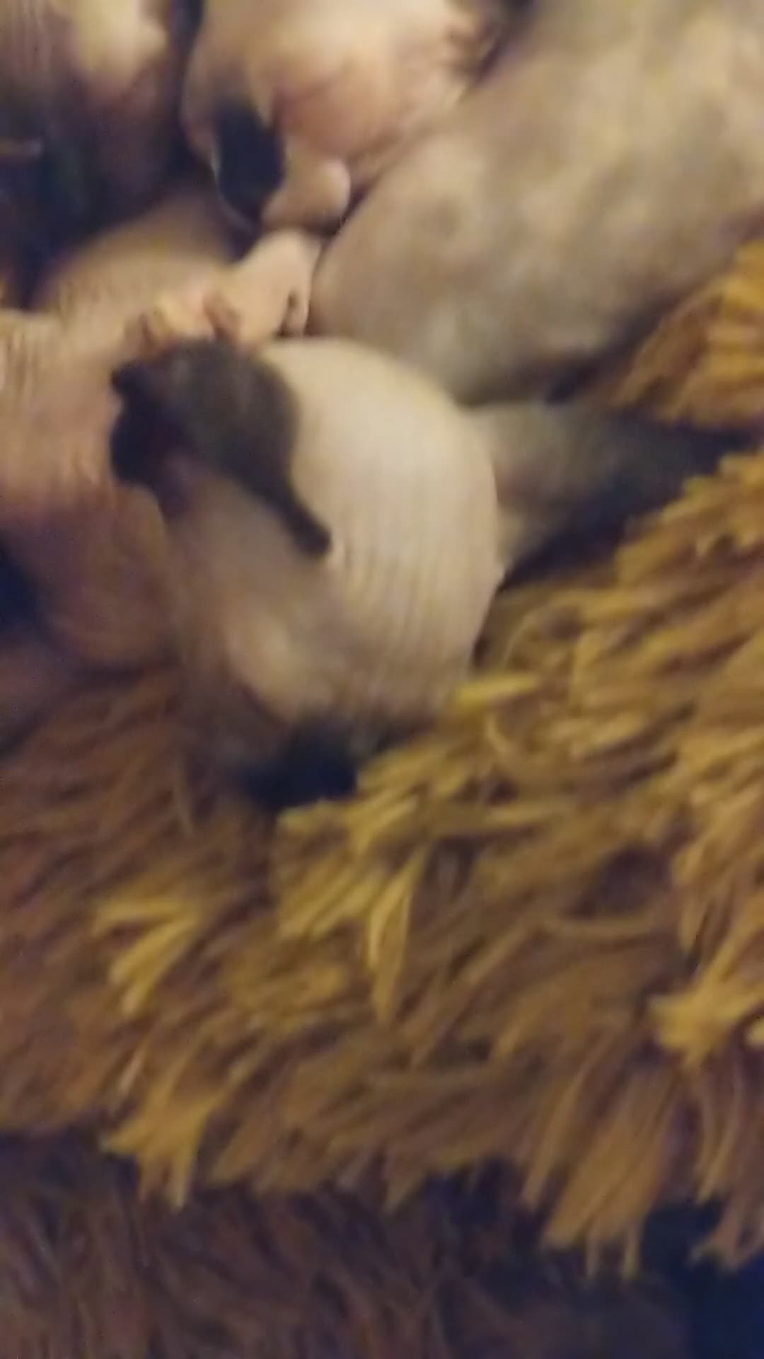 Sphynx cats for sale: Olesja - Video 3