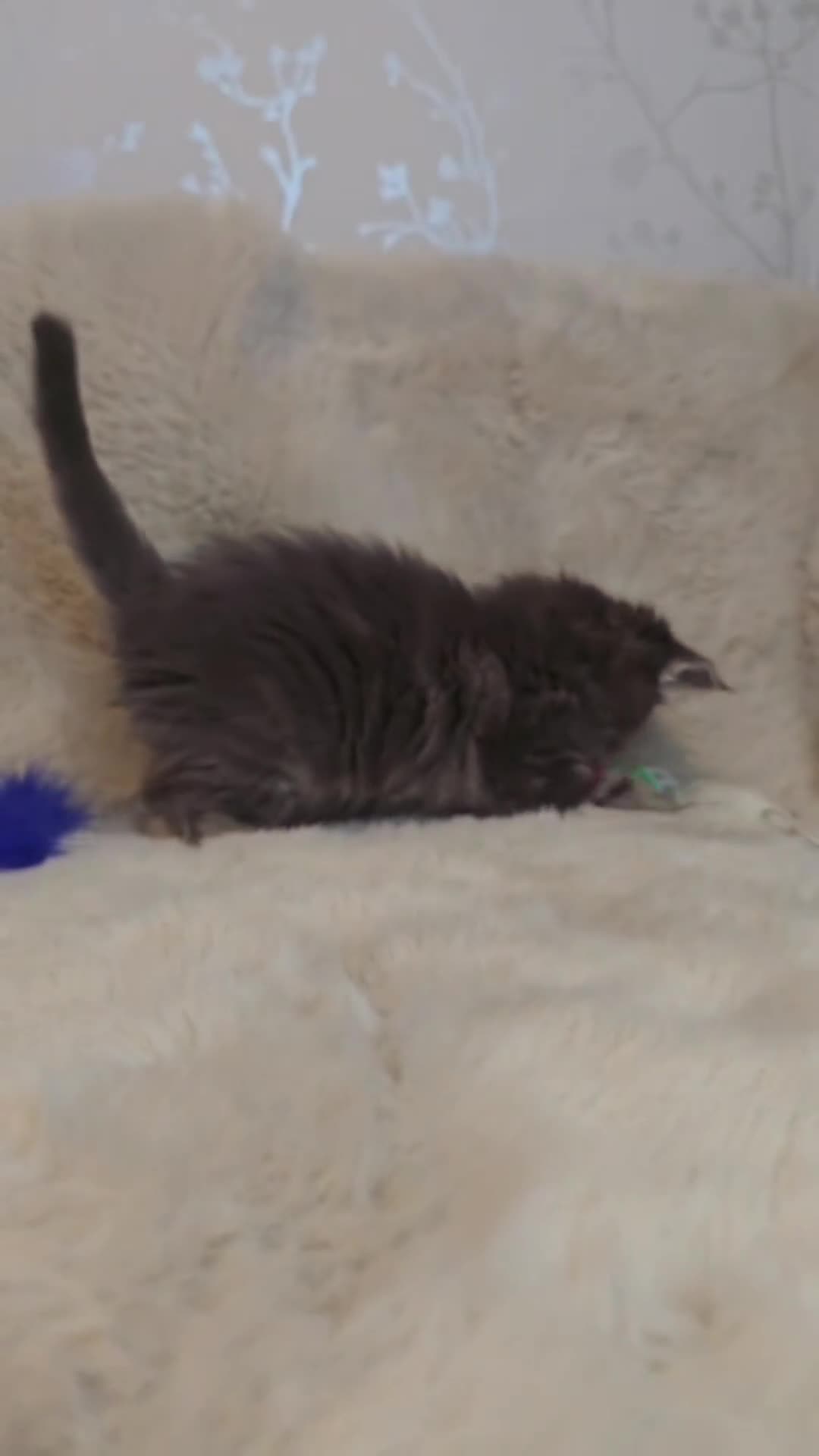 Maine Coon cats for sale: Gccf Maine Coon Kittens - Video 2