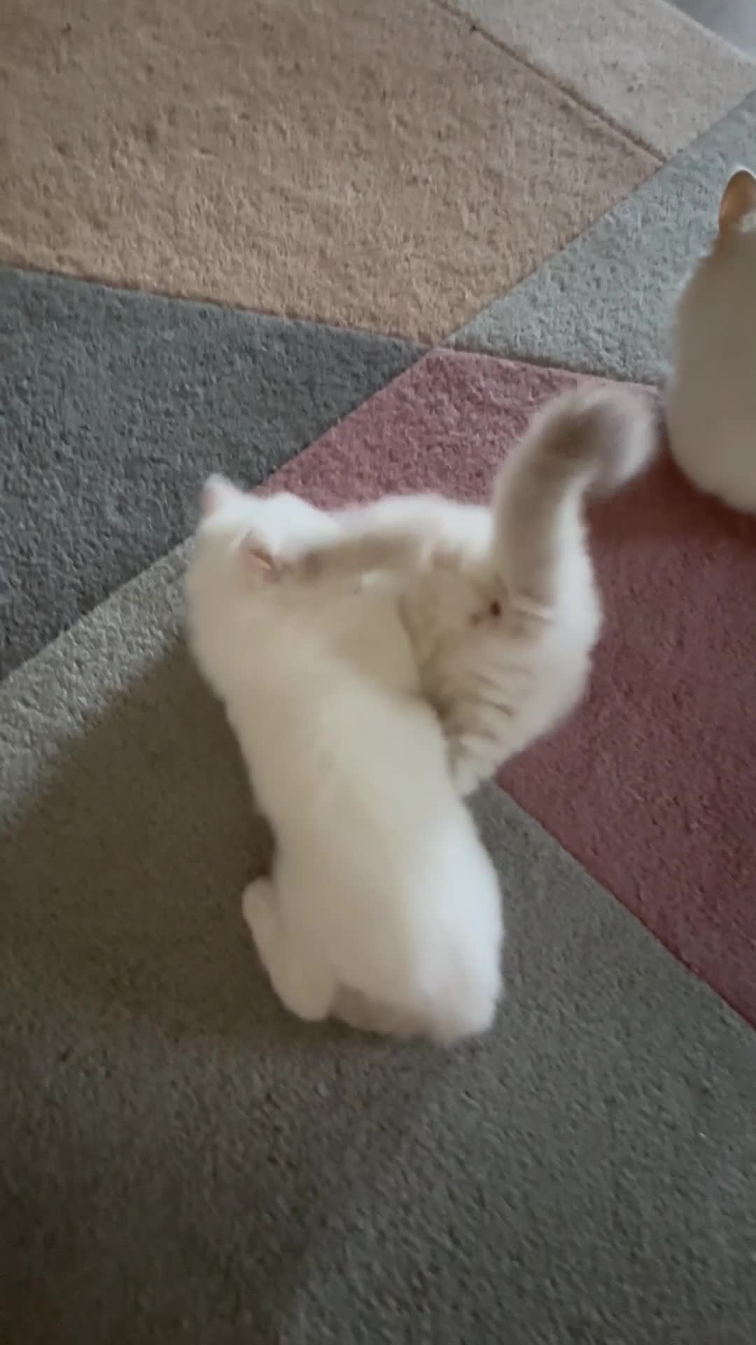 Ragdoll cats for sale: RARE FAWN POINT KITTENS - Video 2