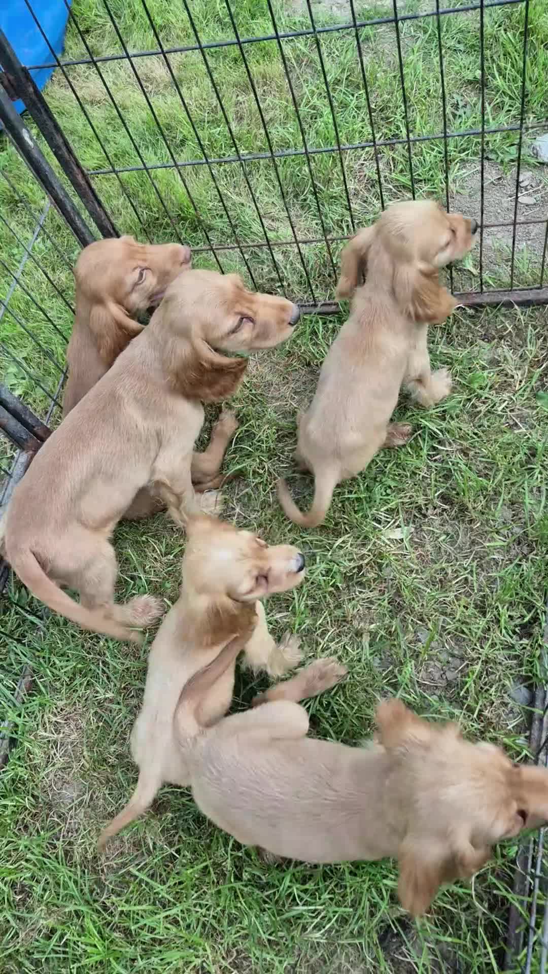 Cocker Spaniel dogs for sale: 7 beautiful show cocker spaniel  - Video 1