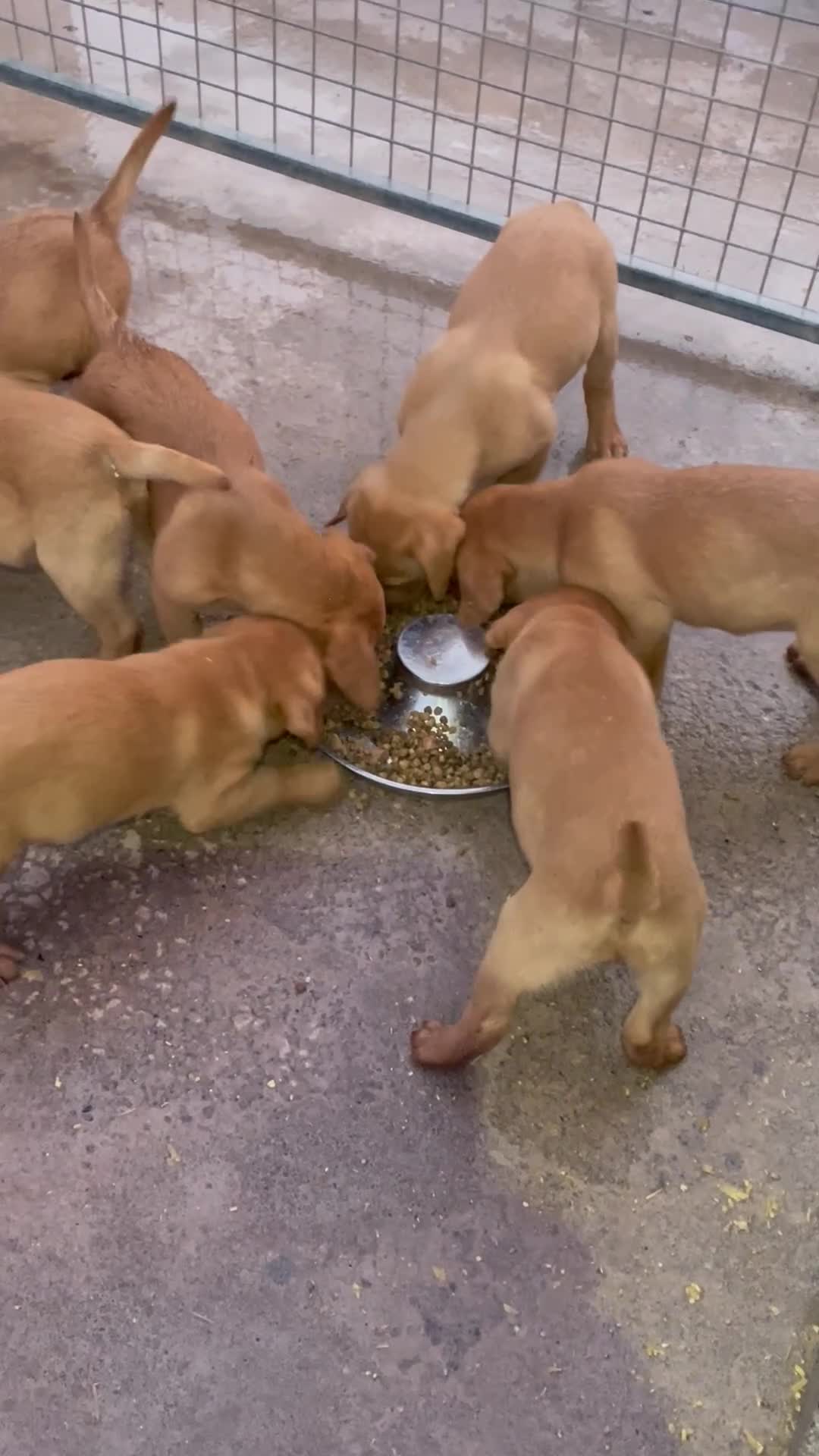 Labrador Retriever dogs for sale: KC Registered fox red Labrador puppies - Video 2