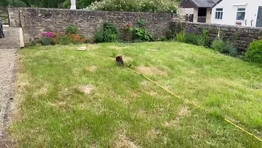 Bengal cats for sale: Beautiful Bengal Female Cat - Video 3