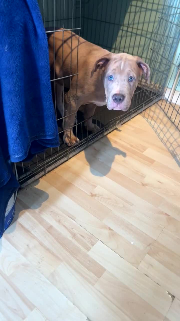 Mixed Breed dogs for sale: Fully Vaccinated Large Bully-Type Male – 11 Weeks - Video 2