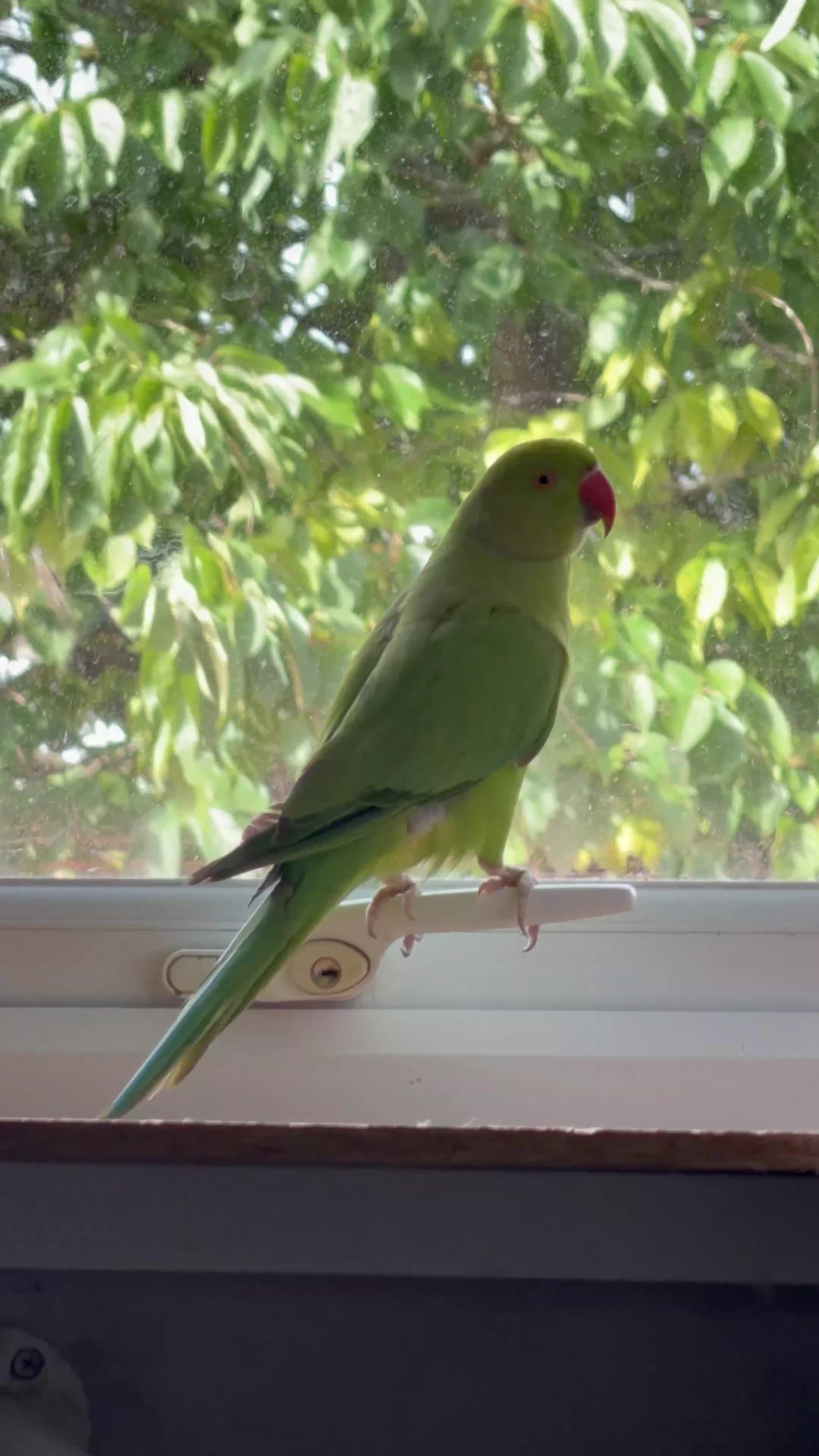 Ringnecks birds for sale: Rio - RingNeck talking parrot  in Pembroke Dock - Video 1
