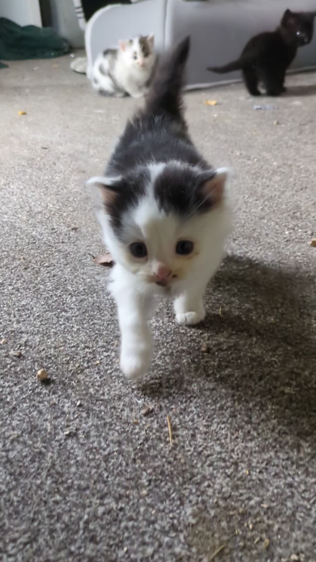 Mixed Breed cats for sale: 6 Adorable Kittens, Great Present! - Video 3