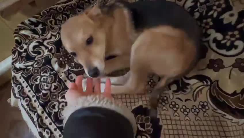 Mixed Breed dogs for adoption: 💙🐶 TUTTY 🐶💙 - Video 1