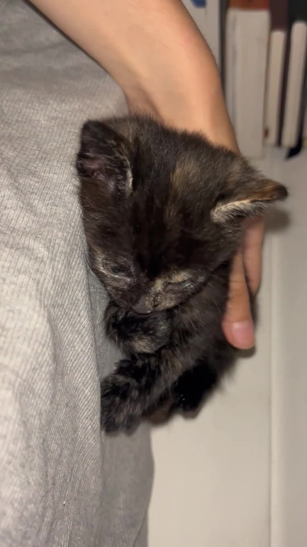 Persian cats for sale: Beautiful Persian x Maine coon Kittens - Video 2