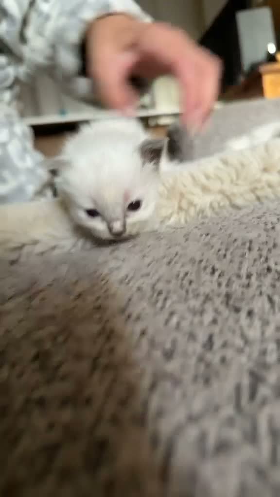 Ragdoll cats for sale: RAGDOLL KITTENS FOR SALE - Video 3