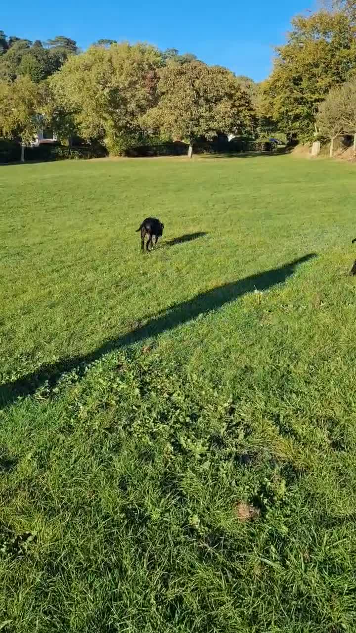 Mixed Breed dogs for sale: Male named azbo in Torquay - Video 1