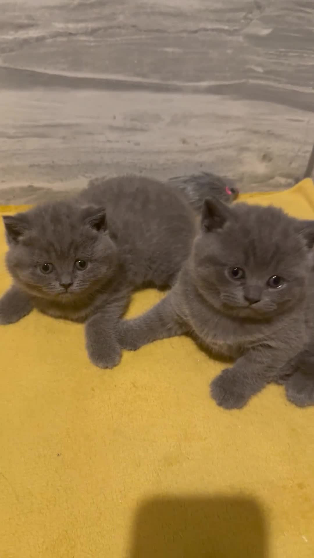 British Shorthair cats for sale: BEAUTIFUL BRITISH SHORTHAIR BOY AND GIRL  - Video 2