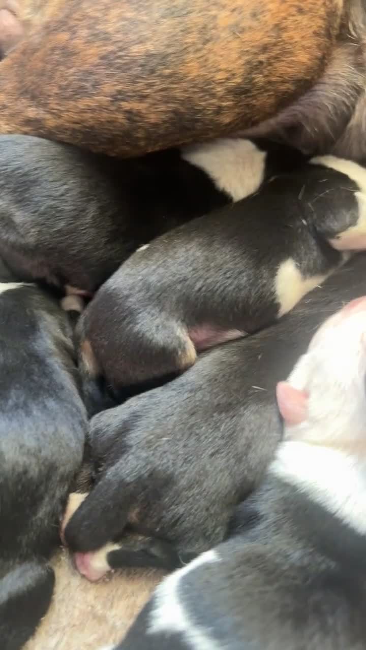 Mixed Breed dogs for sale: Pups for sale  - Video 1