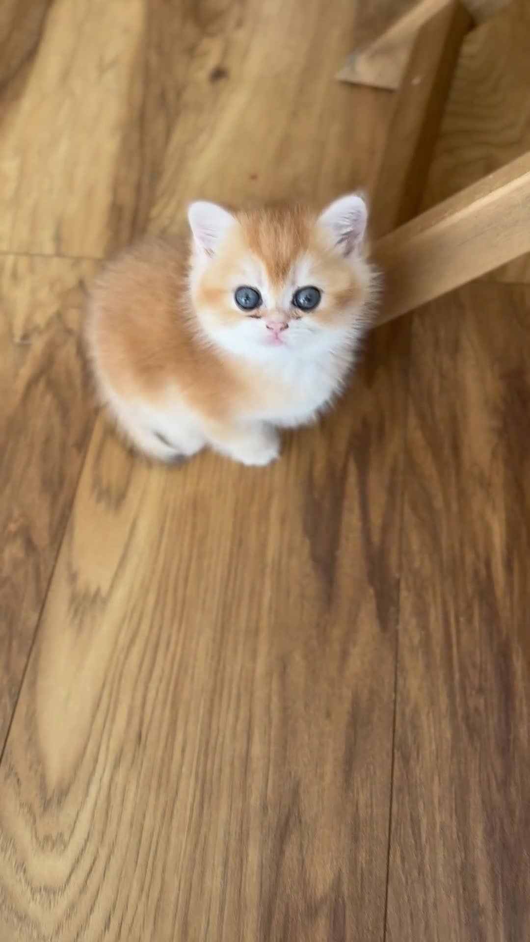 British Shorthair cats for sale: Girl Chocolate gold , TICA reg  - Video 4