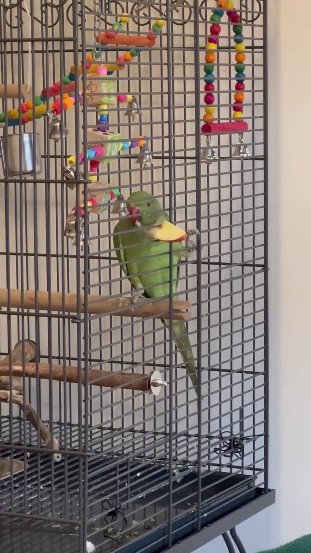 Parakeets birds for sale: Indian Ringneck - Video 1