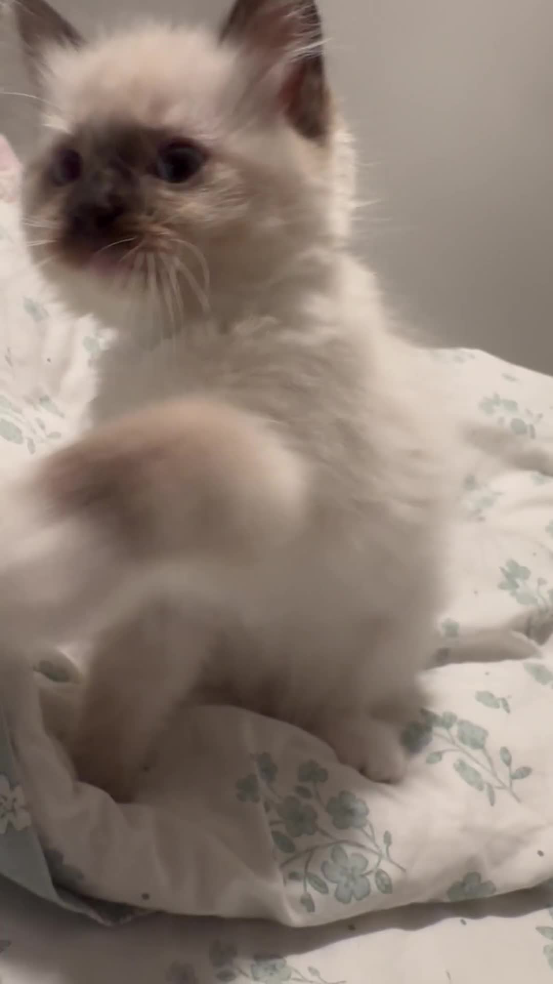 Ragdoll cats for sale: Fluffy pure Ragdoll boys looking for 5 star home  - Video 1