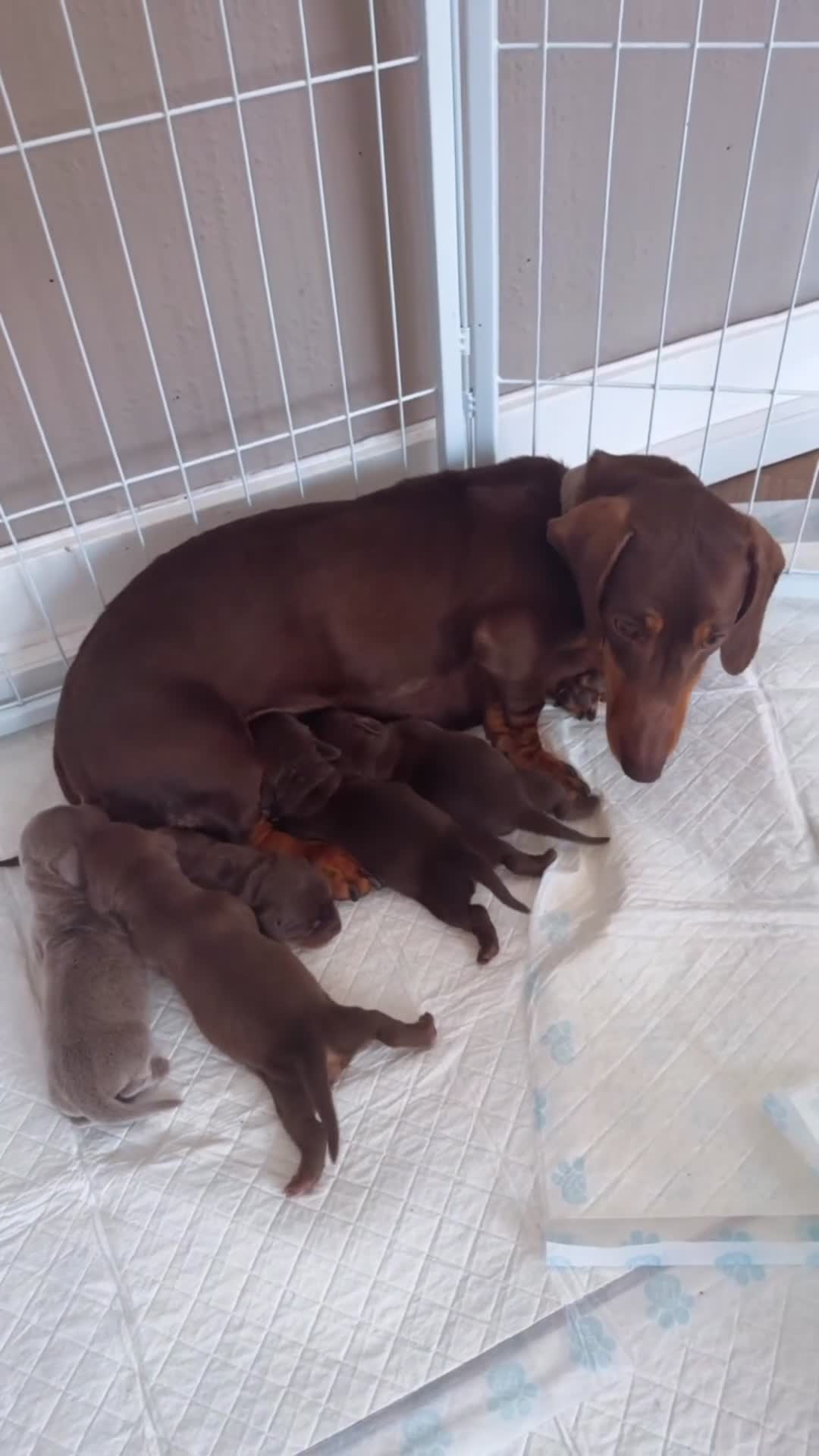 Dachshund dogs for sale:  Stunning KC REGISTERED dachshund puppy’s  in Bedford - Video 2