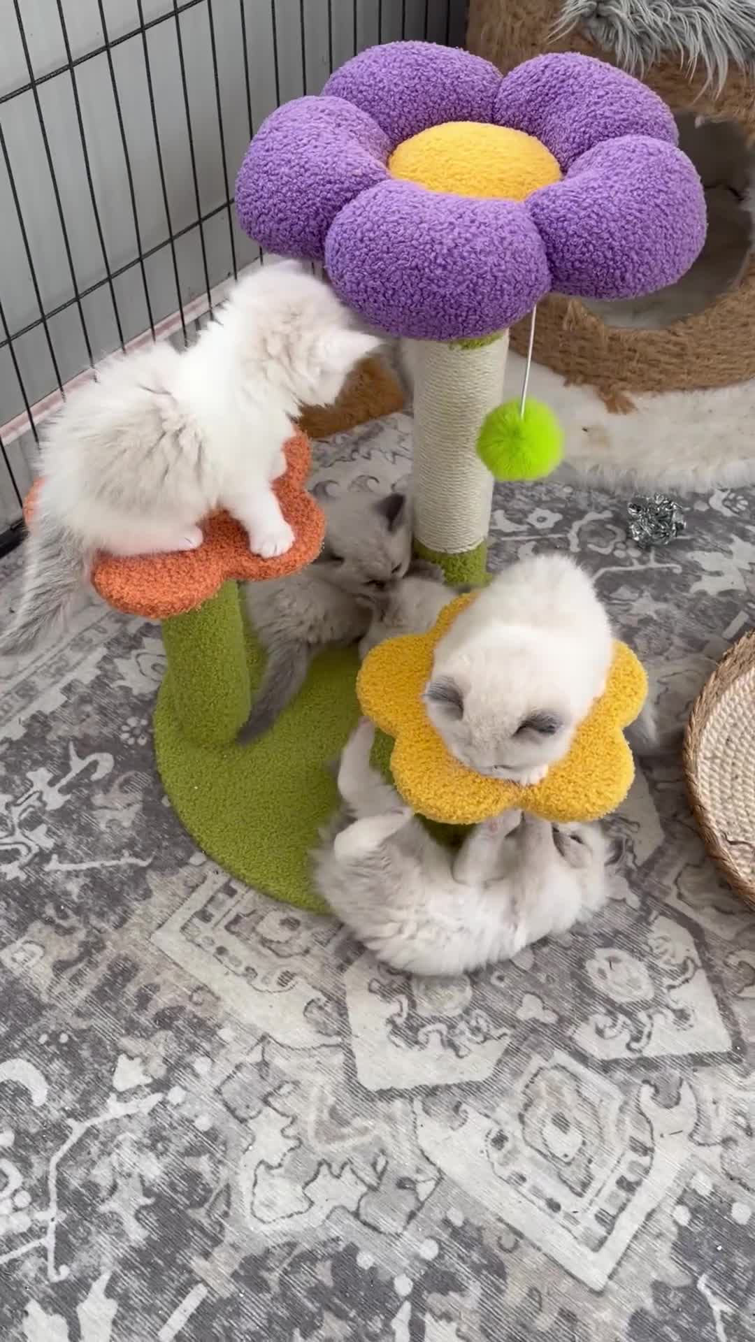 Ragdoll cats for sale: 7 Stunning Baby Ragdolls - Video 1