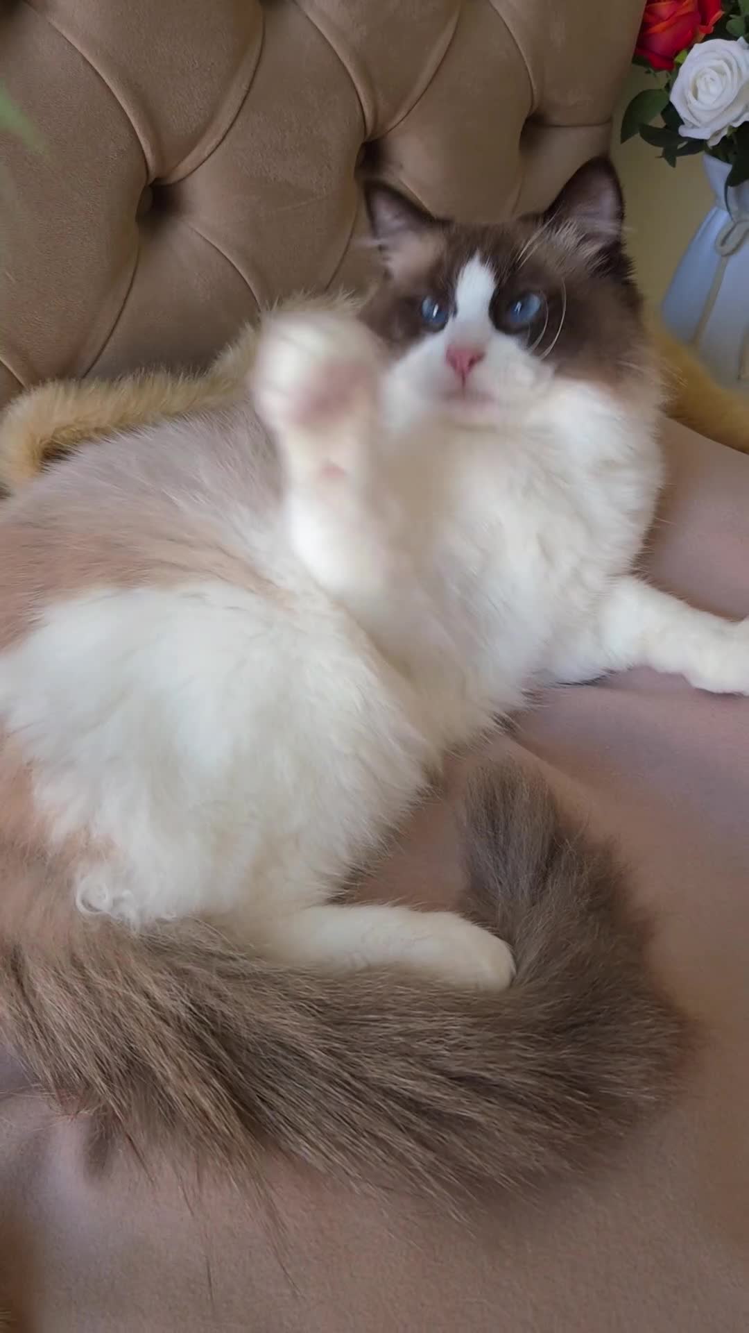 Ragdoll cats for sale: ✨ Exceptional Ragdolls,a distinguished lineage ✨ - Video 2