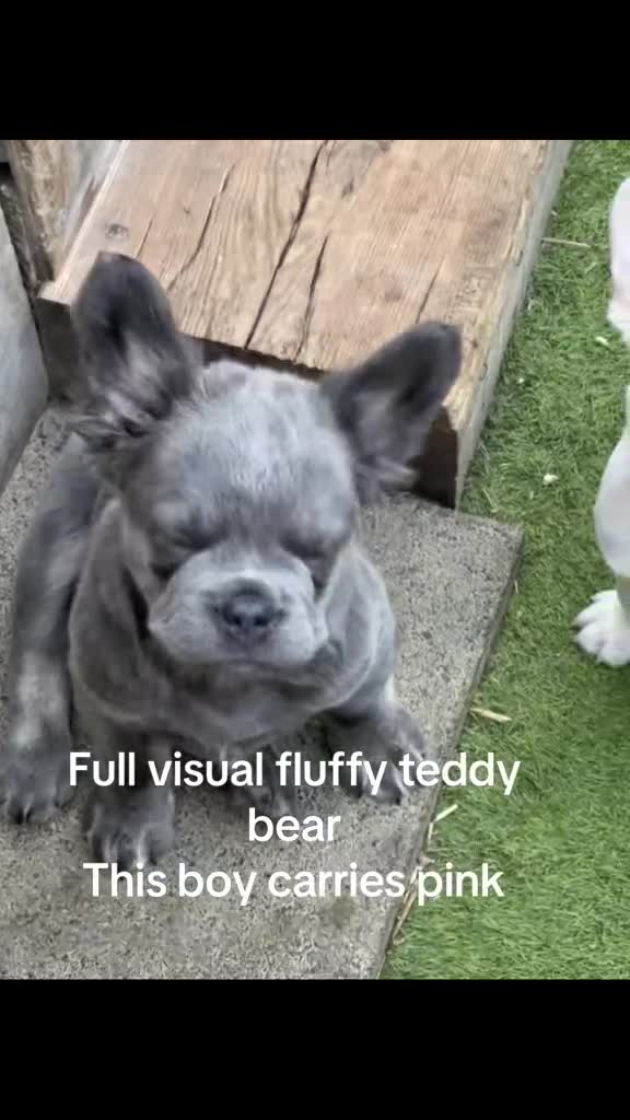 French Bulldog dogs for sale: French bulldog pups reduced what’s left now  - Video 3