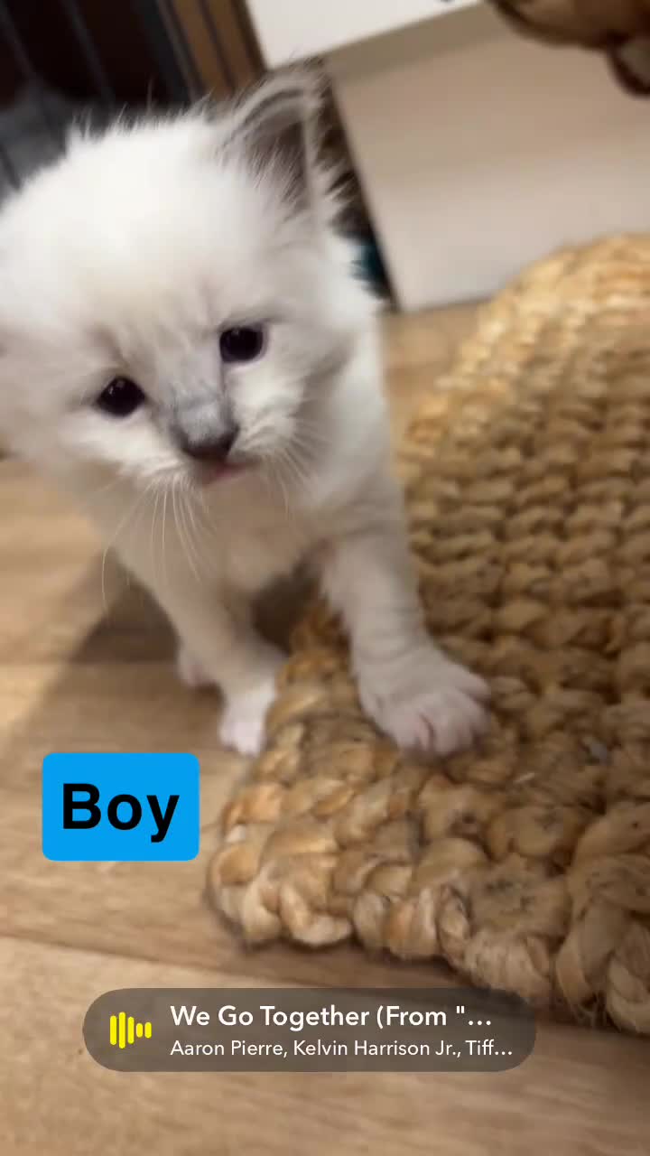 Ragdoll cats for sale: Beautiful Purebred Pedigree Blue Ragdoll Kittens - Video 4