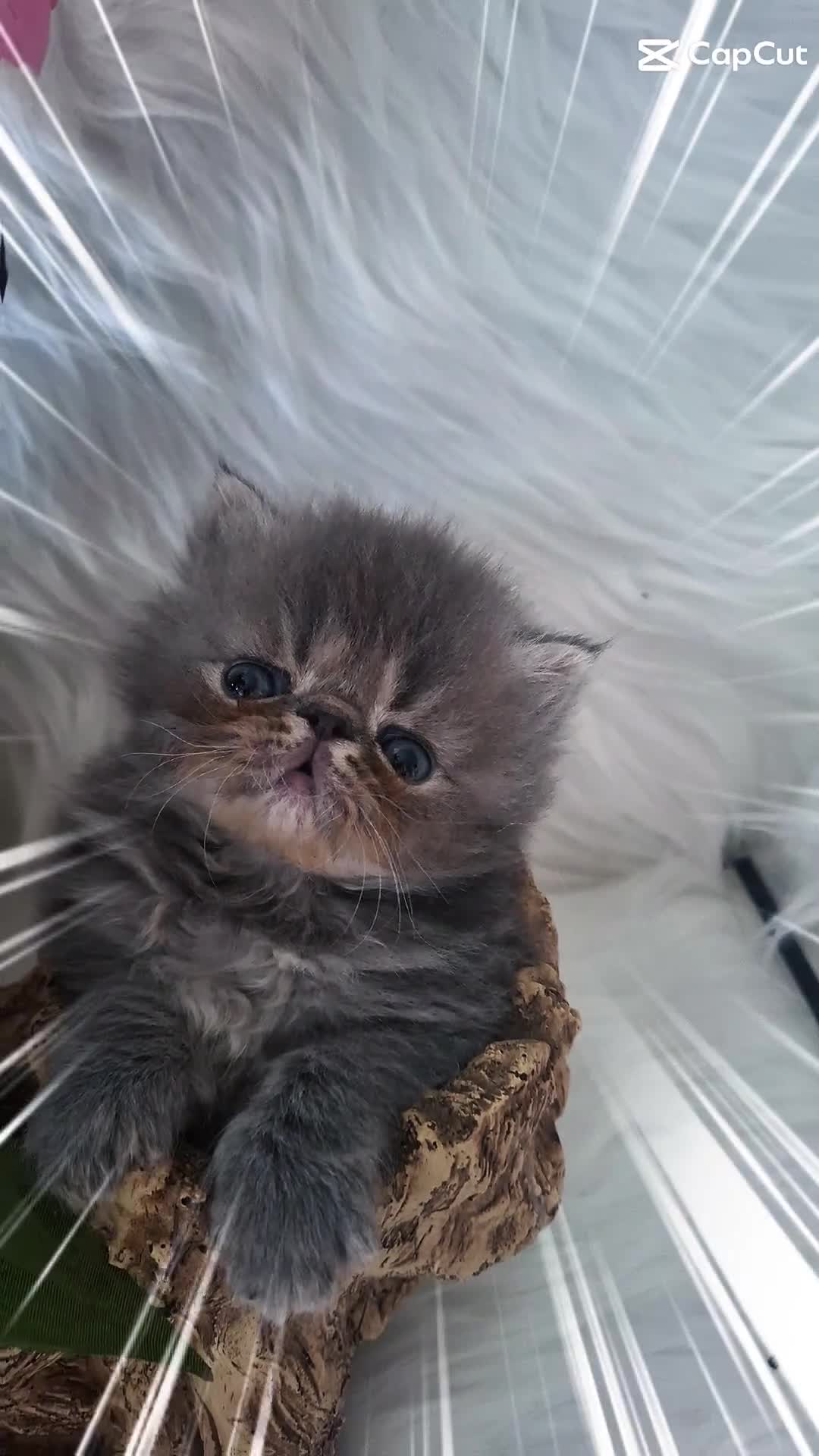 Persian cats for sale: Blue kittens  - Video 1