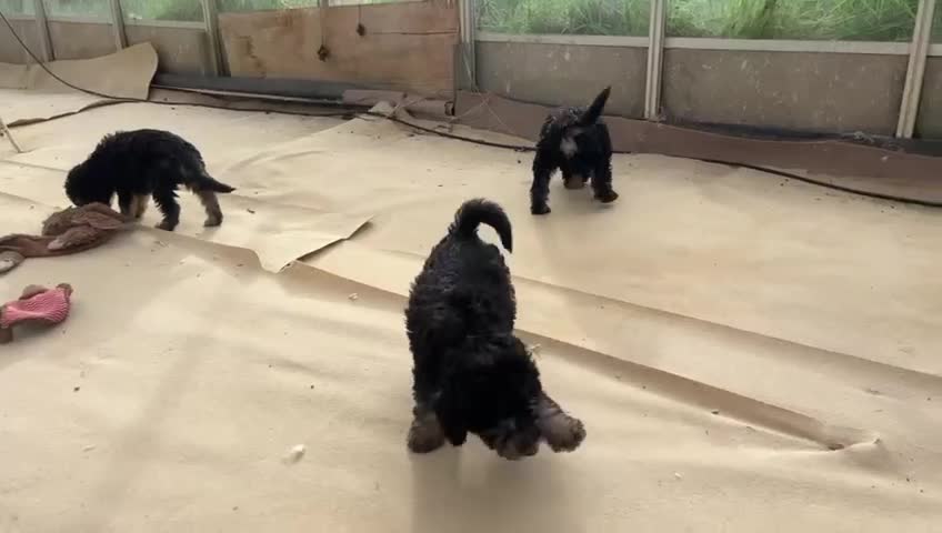 Bedlington Terrier dogs for sale:  Bedlington terrier  - Video 3