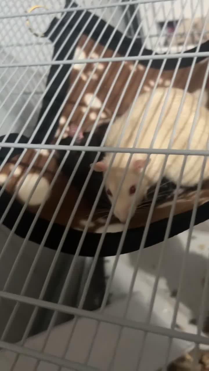 Rat rodents for sale: 2 Male Rats - Video 1