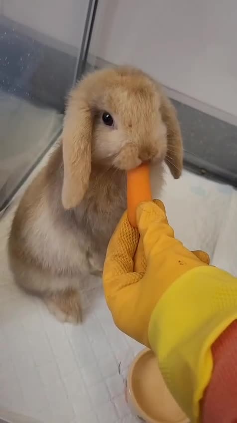 Mini Lop rabbits for sale: Mini lop rabbit - Video 1