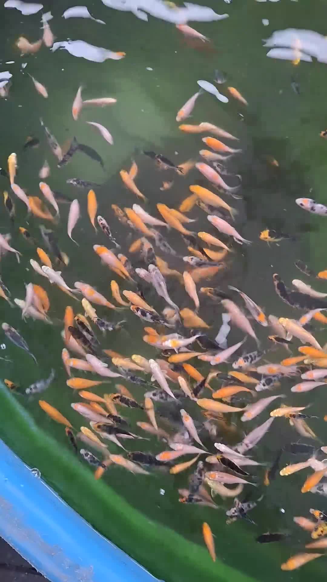 Koi Carp fish for sale: Koi fry 1-3 inch  in Willenhall - Video 1