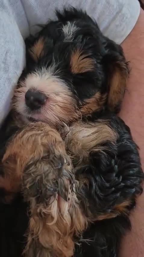 Cockapoo dogs for sale: Stunning F1 Cockapoo Puppies Beautiful Colours - Video 1