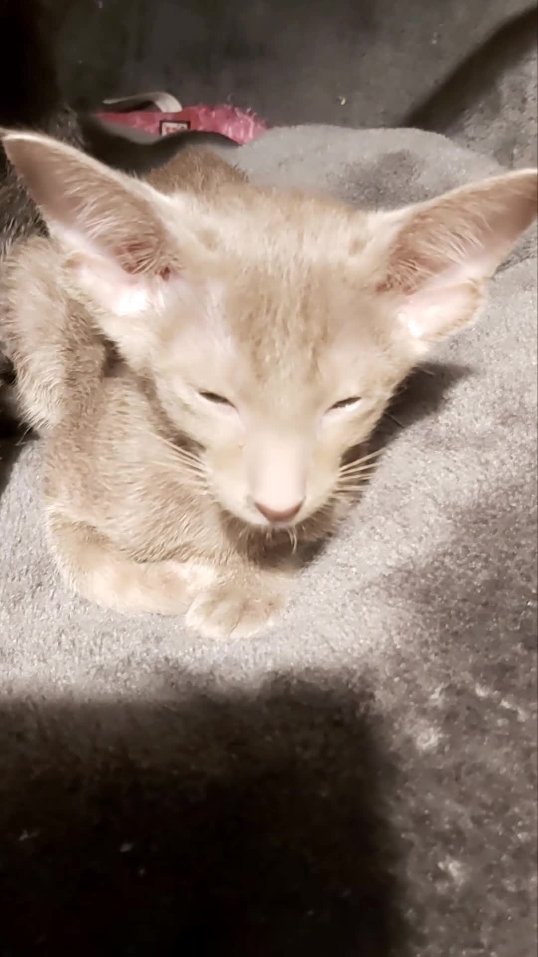 Oriental cats for sale: FULL Pedigree Oriental XL size ears GCCF - Video 2